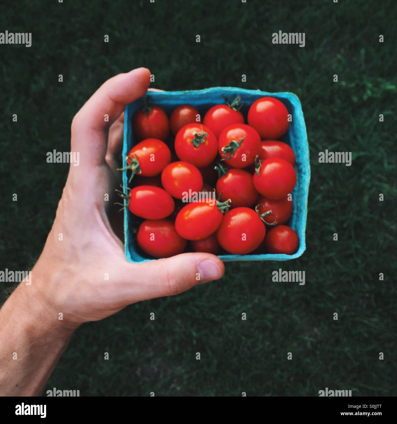 Mano con pomodori rossi Foto Stock