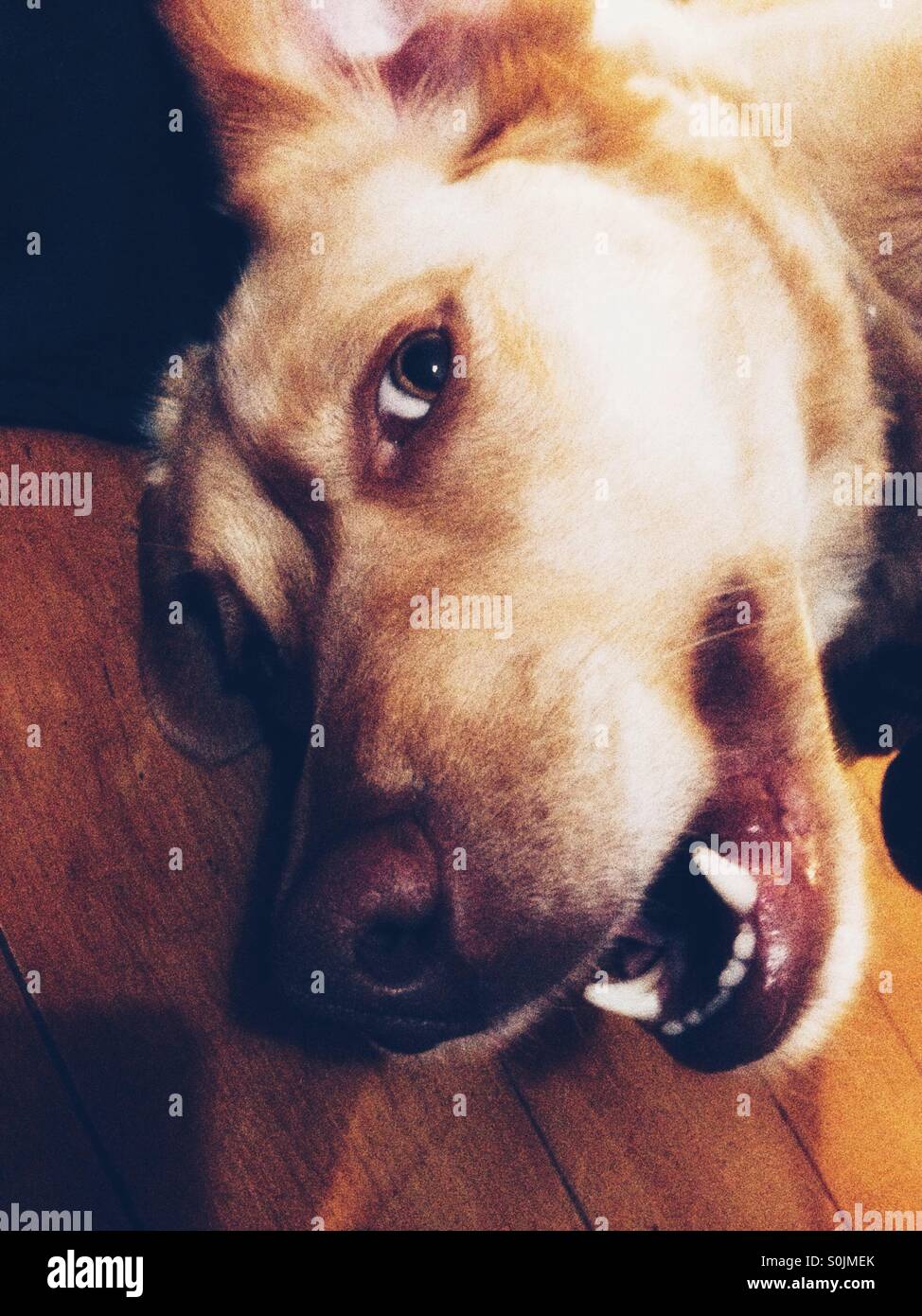 Happy dog giocando con la bocca aperta - Immagine stock catturata con smartphone