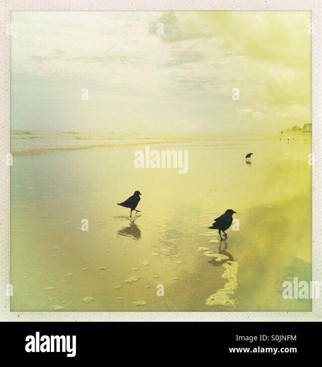 Uccelli neri sulla spiaggia - Immagine stock catturata con smartphone