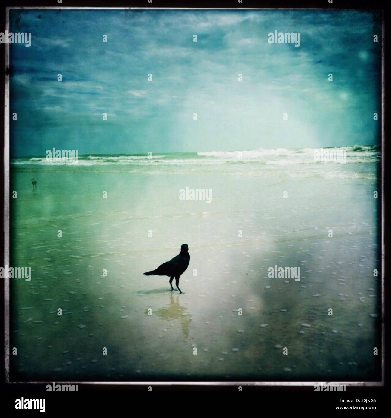 Black Bird sulla spiaggia - Immagine stock catturata con smartphone