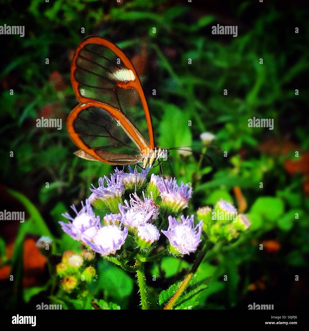 Una farfalla con ali trasparenti lambisce un fiore nel fiume Apulco, Cuetzalan, Sierra Madre di Puebla, Messico Foto Stock