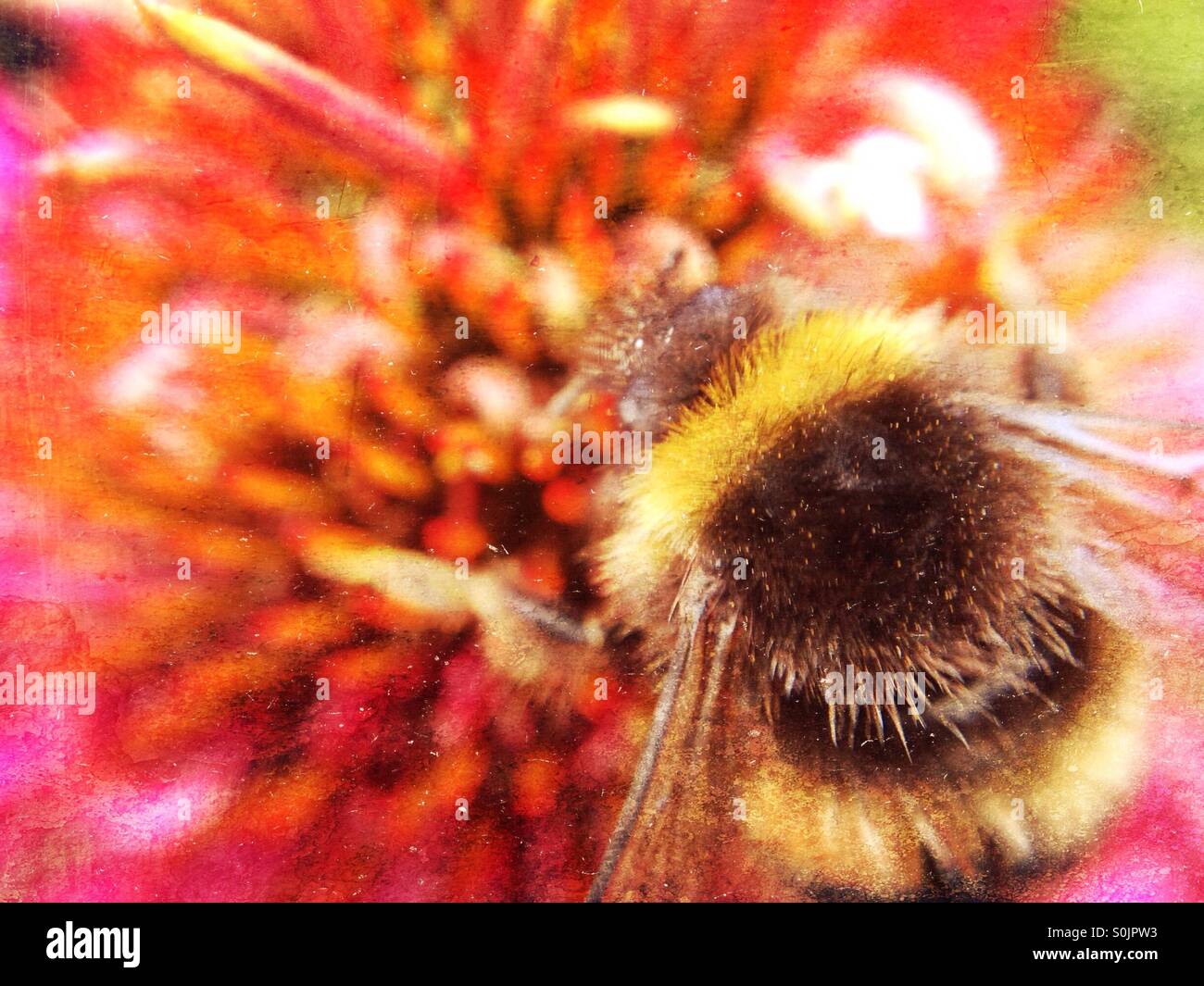 Bumble Bee su echinacea fiore - Immagine stock catturata con smartphone