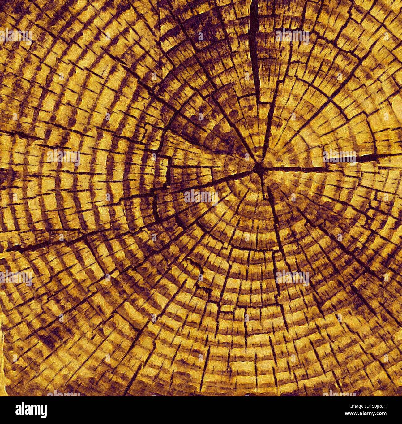 Legno vecchio. Una sezione trasversale di un tronco d'albero con anelli e fessure. Guardando dritto verso il basso. - Immagine stock catturata con smartphone