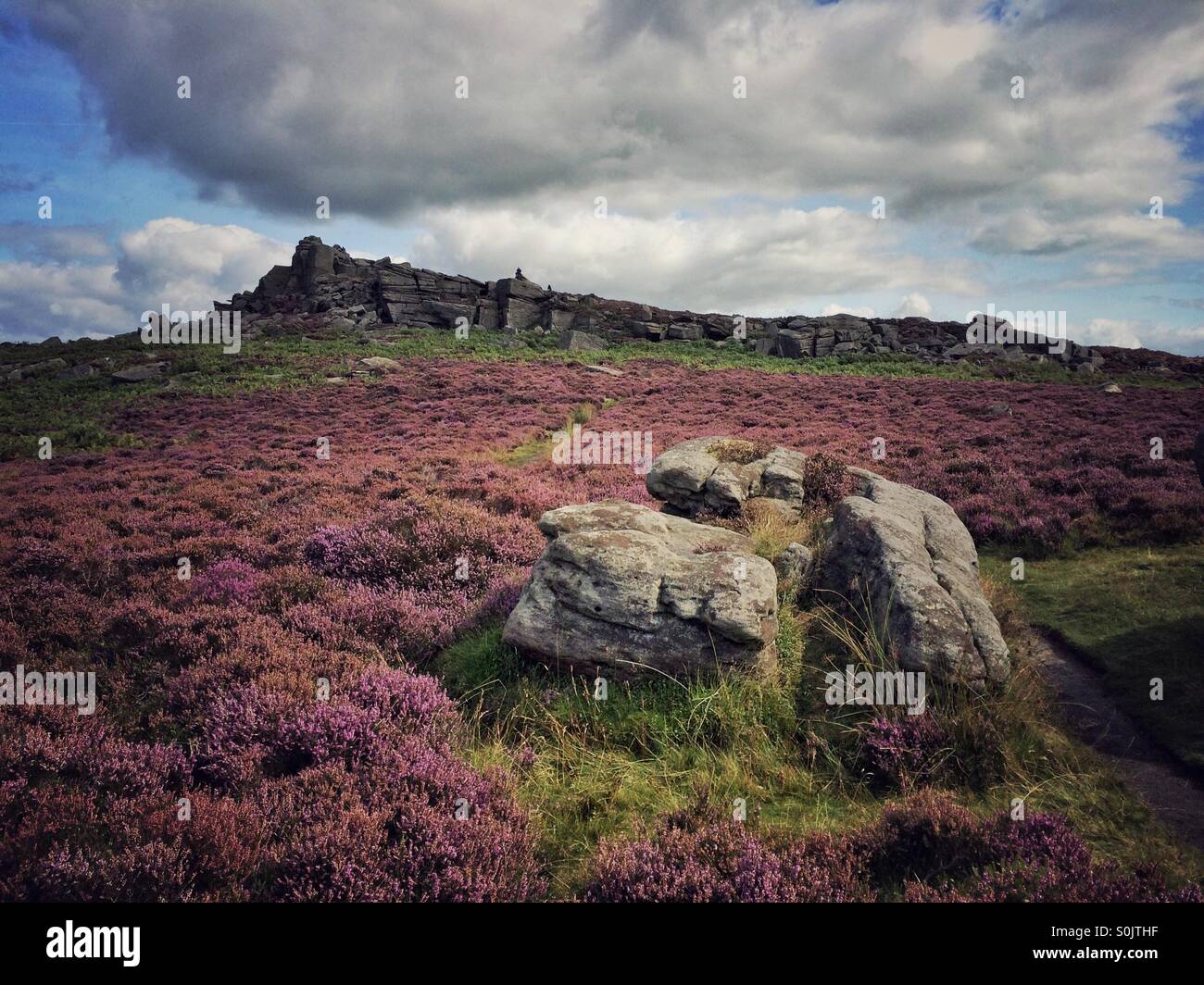 Fioritura heather da oltre Owler Tor in Peak District, Derbyshire 2015 Foto Stock