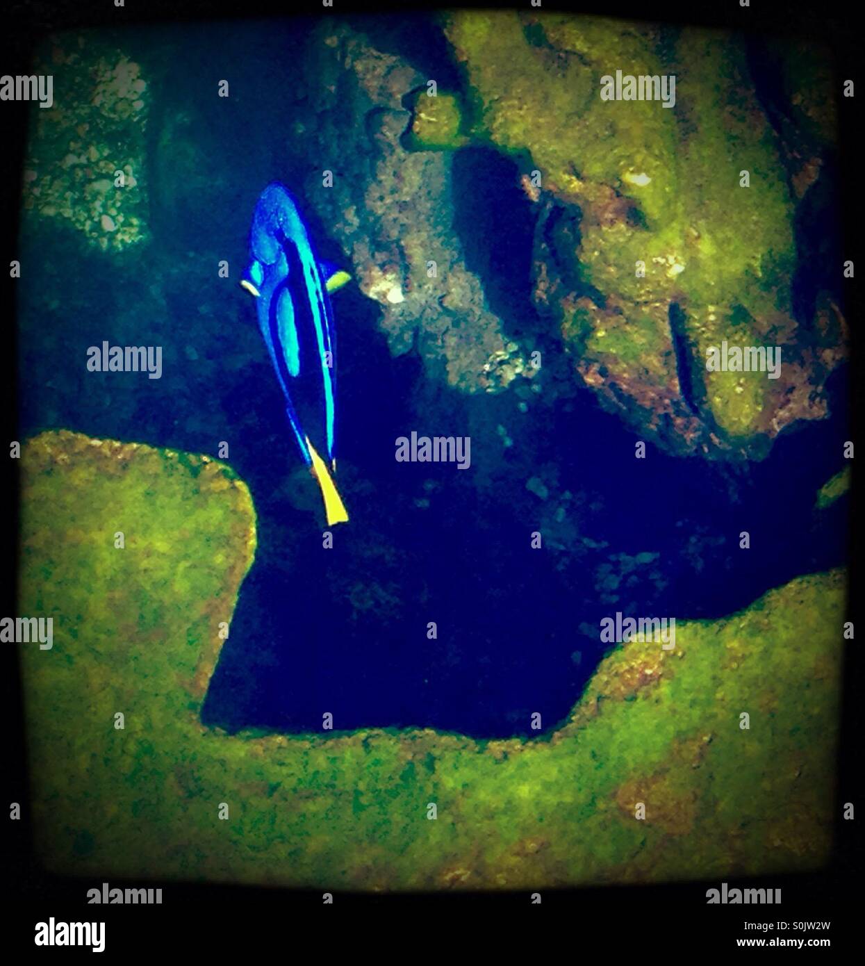 Pesci blu di linguetta Foto Stock