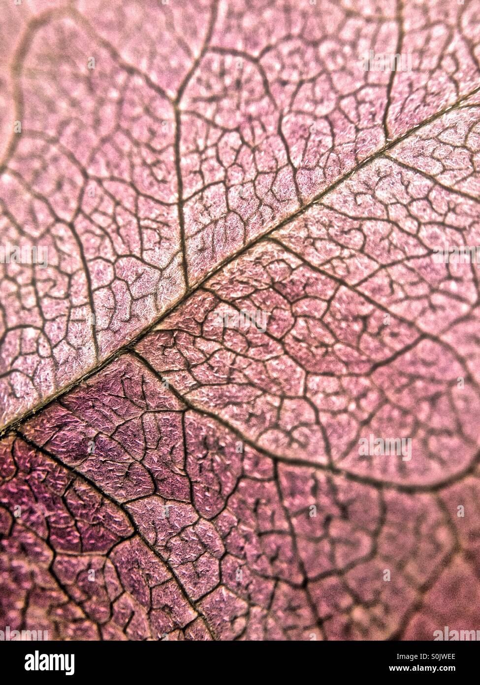 In prossimità di una foglia di rosa - Immagine stock catturata con smartphone