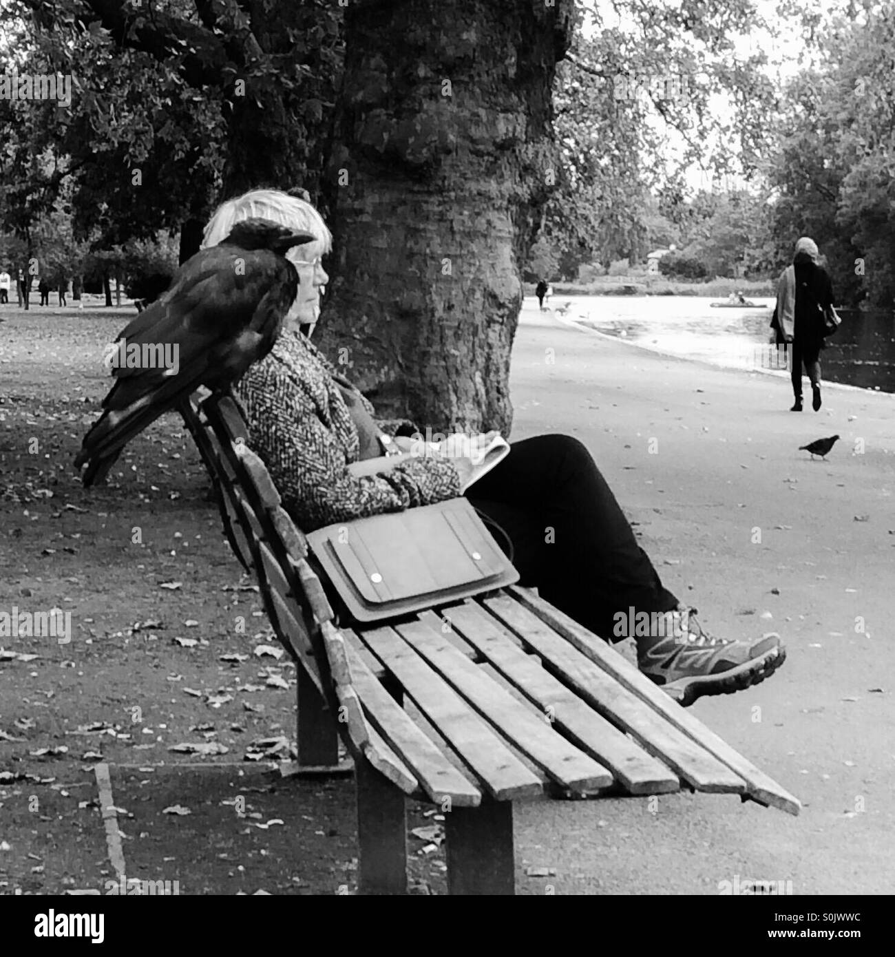 Crow arroccato su una panchina nel parco - Immagine stock catturata con smartphone