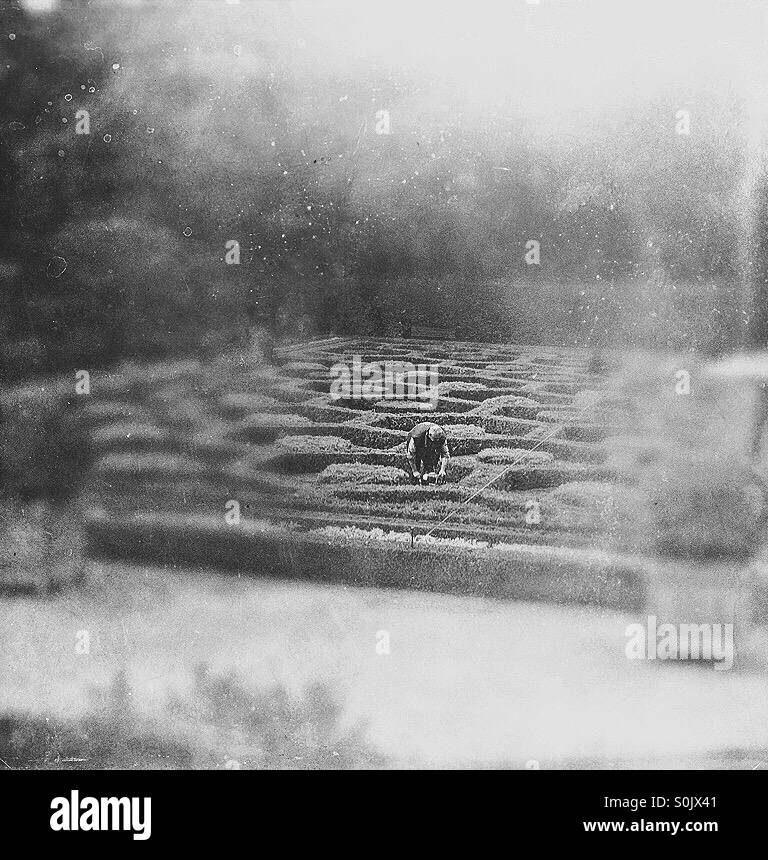 Il Giardiniere di aggraffatura delle siepi in una forma geometrica - Immagine stock catturata con smartphone