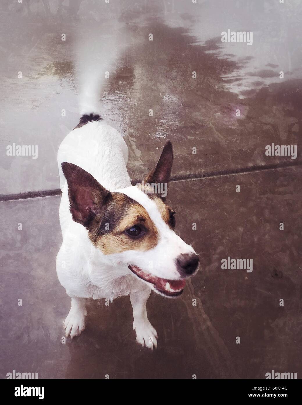 Cane felice. - Immagine stock catturata con smartphone