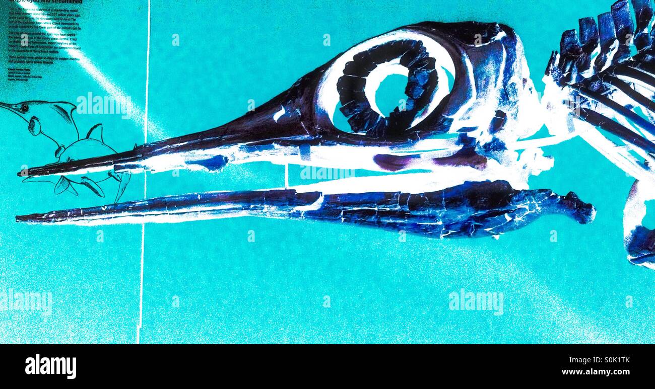 Cranio dell'ittiosauro inverso Foto Stock