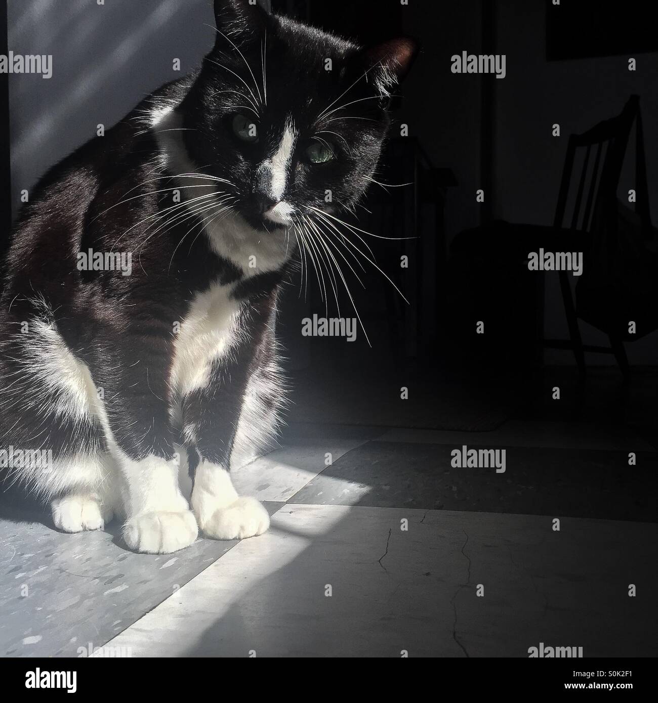Tuxedo cat seduta nella luce del sole. Foto Stock