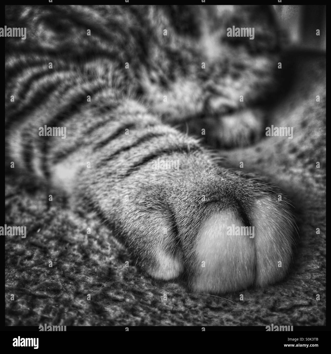 Foto in bianco e nero di gatto zampa. Foto Stock