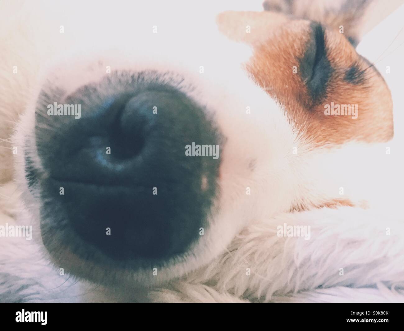Primo piano del sonno Jack Russell Terrier cane; la sua testa in appoggio su un morbido cuscino. - Immagine stock catturata con smartphone