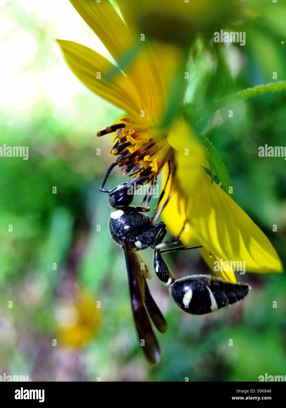 Wasp su un bosco di semi di girasole. - Immagine stock catturata con smartphone