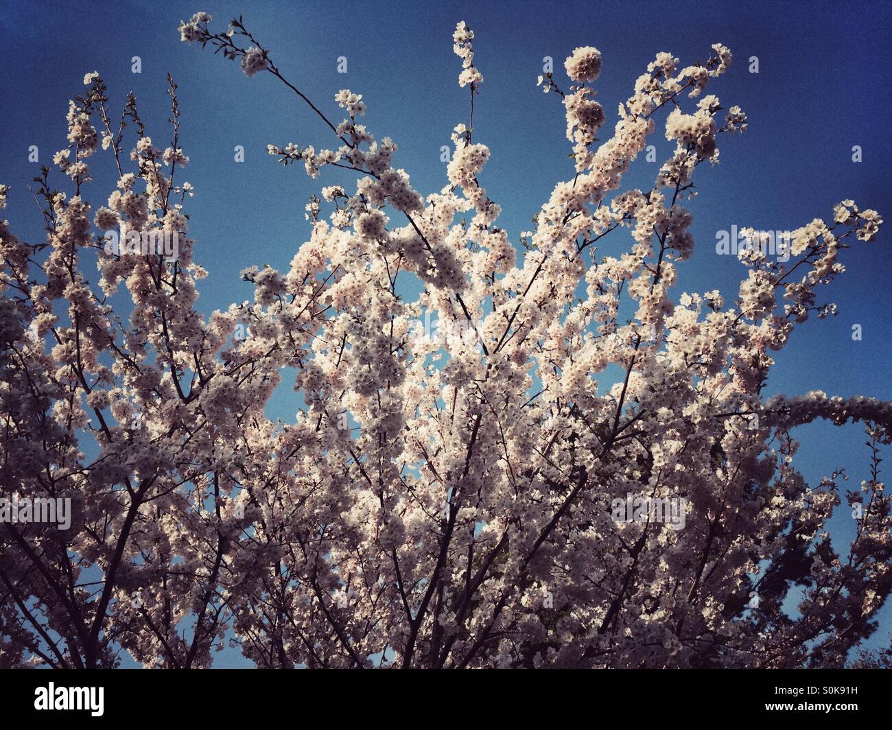 Fiore di ciliegio. Foto Stock