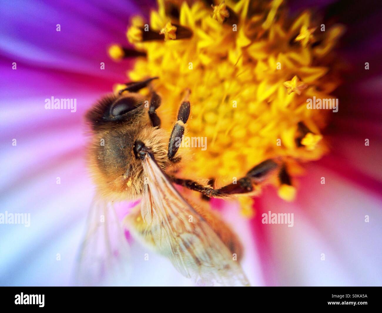 Honey Bee impollinatori un cosmo fiore - Immagine stock catturata con smartphone