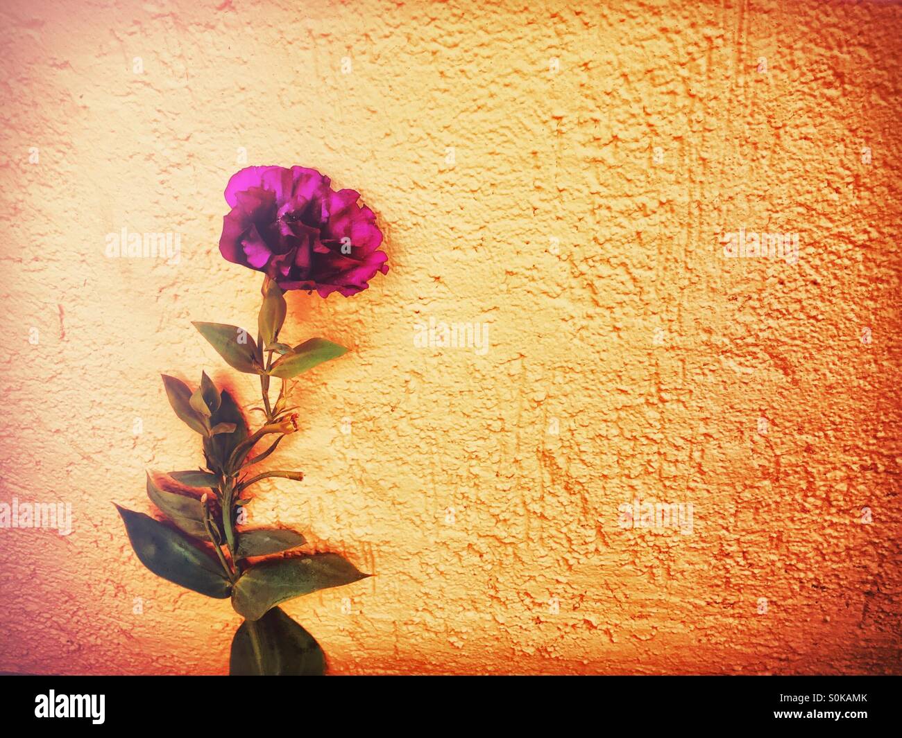 Fiore viola sulla parete Foto Stock