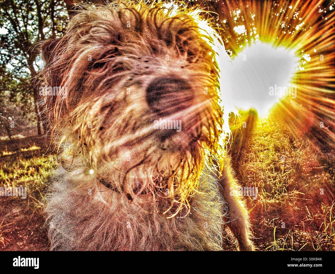 Cane al sole Foto Stock