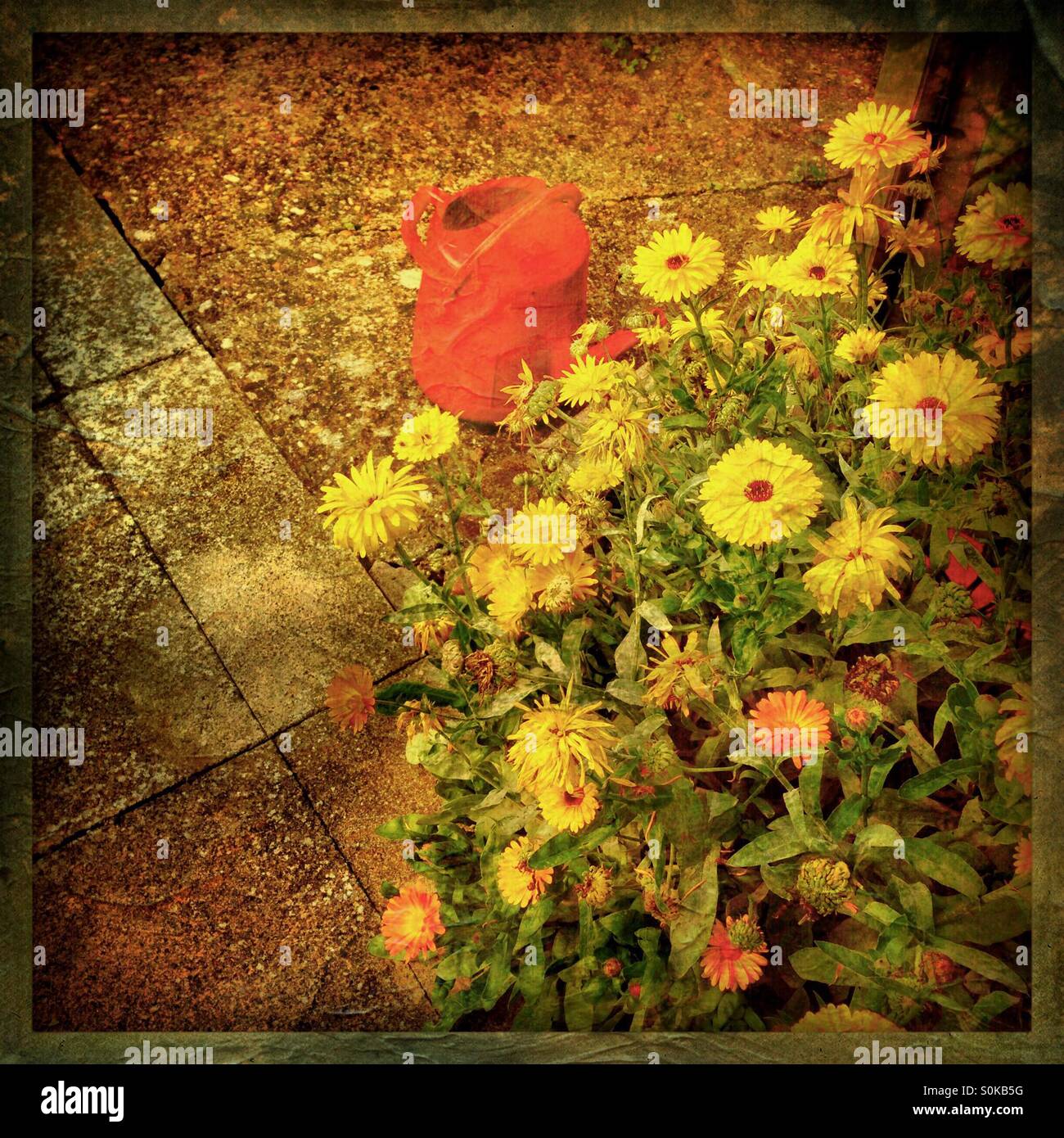 In estate le calendule con annaffiatoio in giardino Foto Stock
