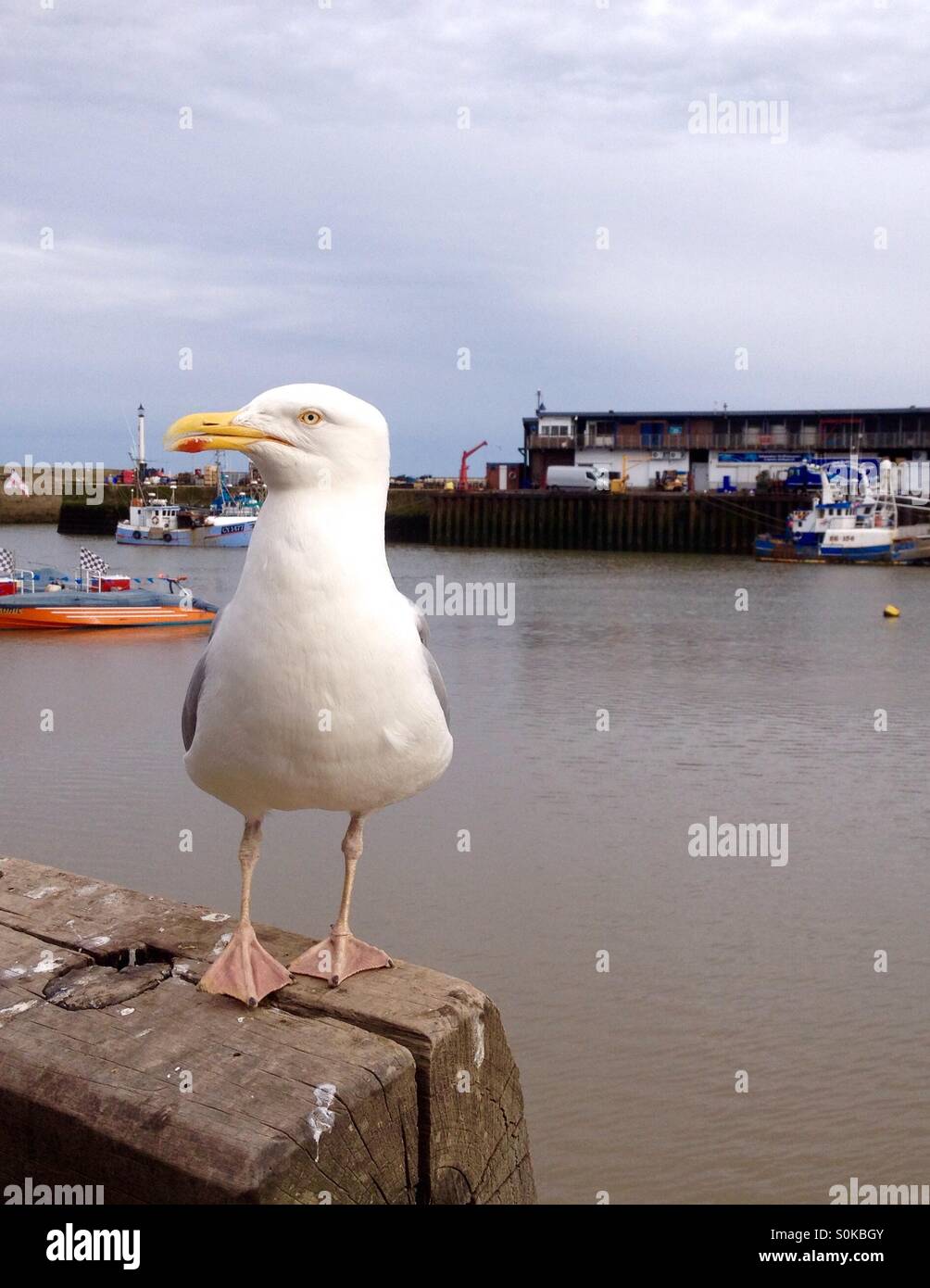 Seagull a Bridlington, Regno Unito - Immagine stock catturata con smartphone