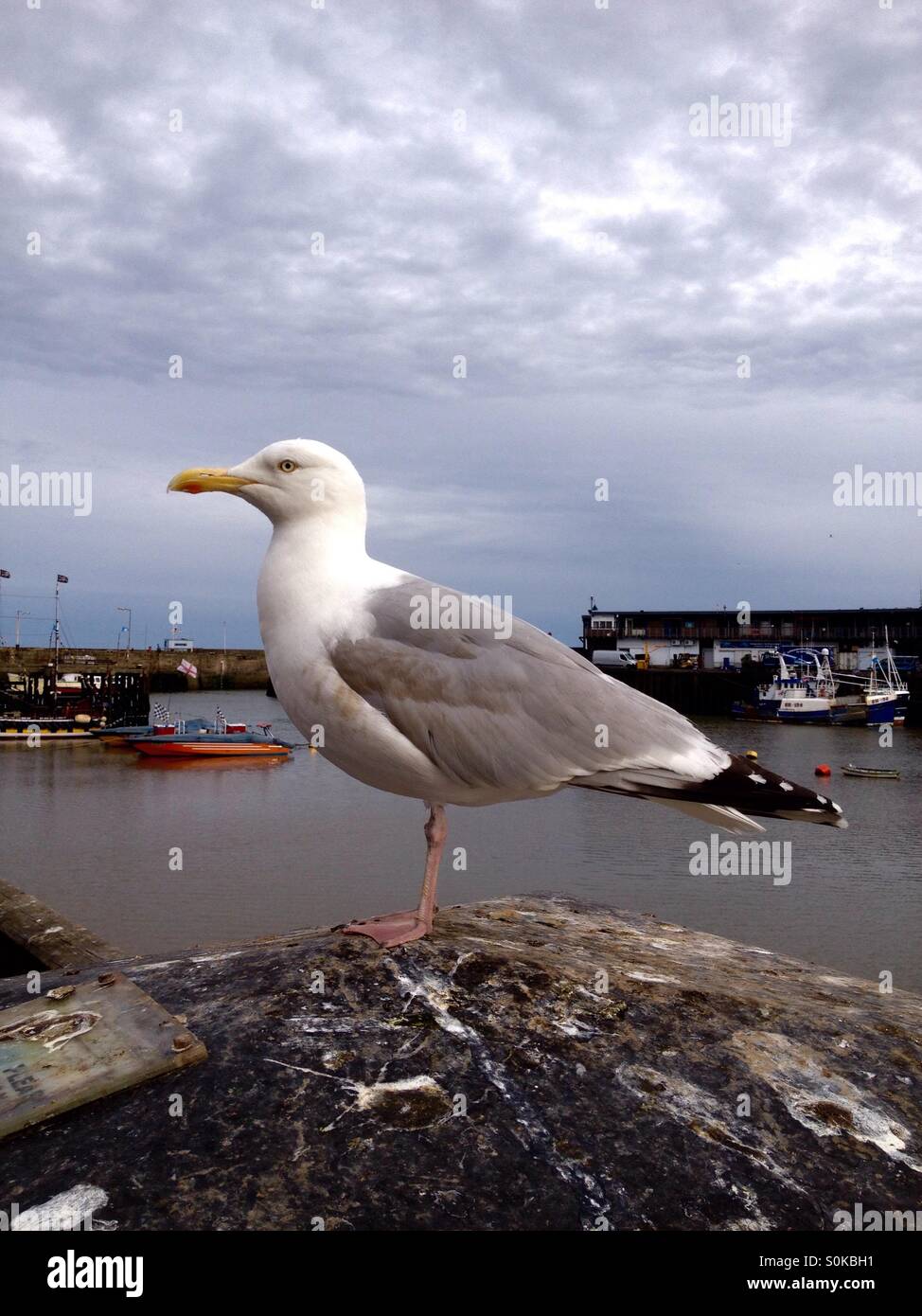 Seagull a Bridlington, Regno Unito - Immagine stock catturata con smartphone
