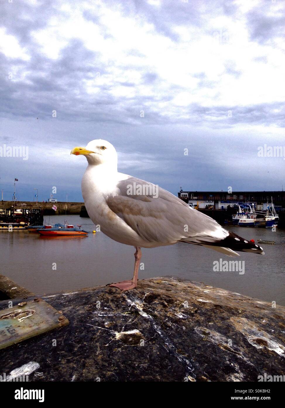 Seagull a Bridlington, Regno Unito - Immagine stock catturata con smartphone
