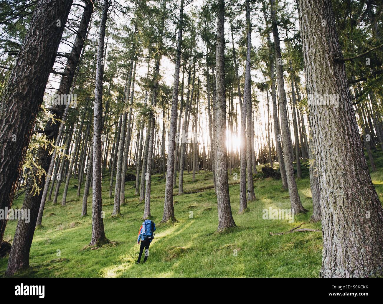 Un camper passeggiate attraverso i boschi nel distretto del lago come il sole splende attraverso il Forrest. - Immagine stock catturata con smartphone