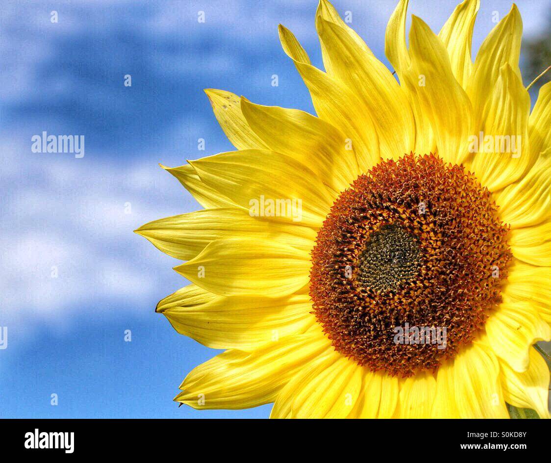 Un'immagine ravvicinata di un luminoso giallo girasole con un cielo blu dietro. - Immagine stock catturata con smartphone
