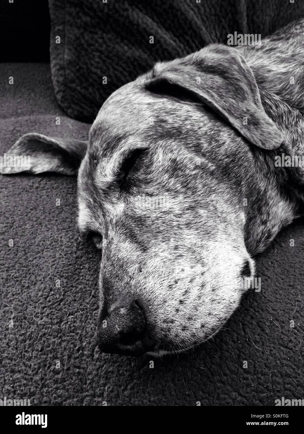 La faccia di un sonno cane, in bianco e nero - Immagine stock catturata con smartphone