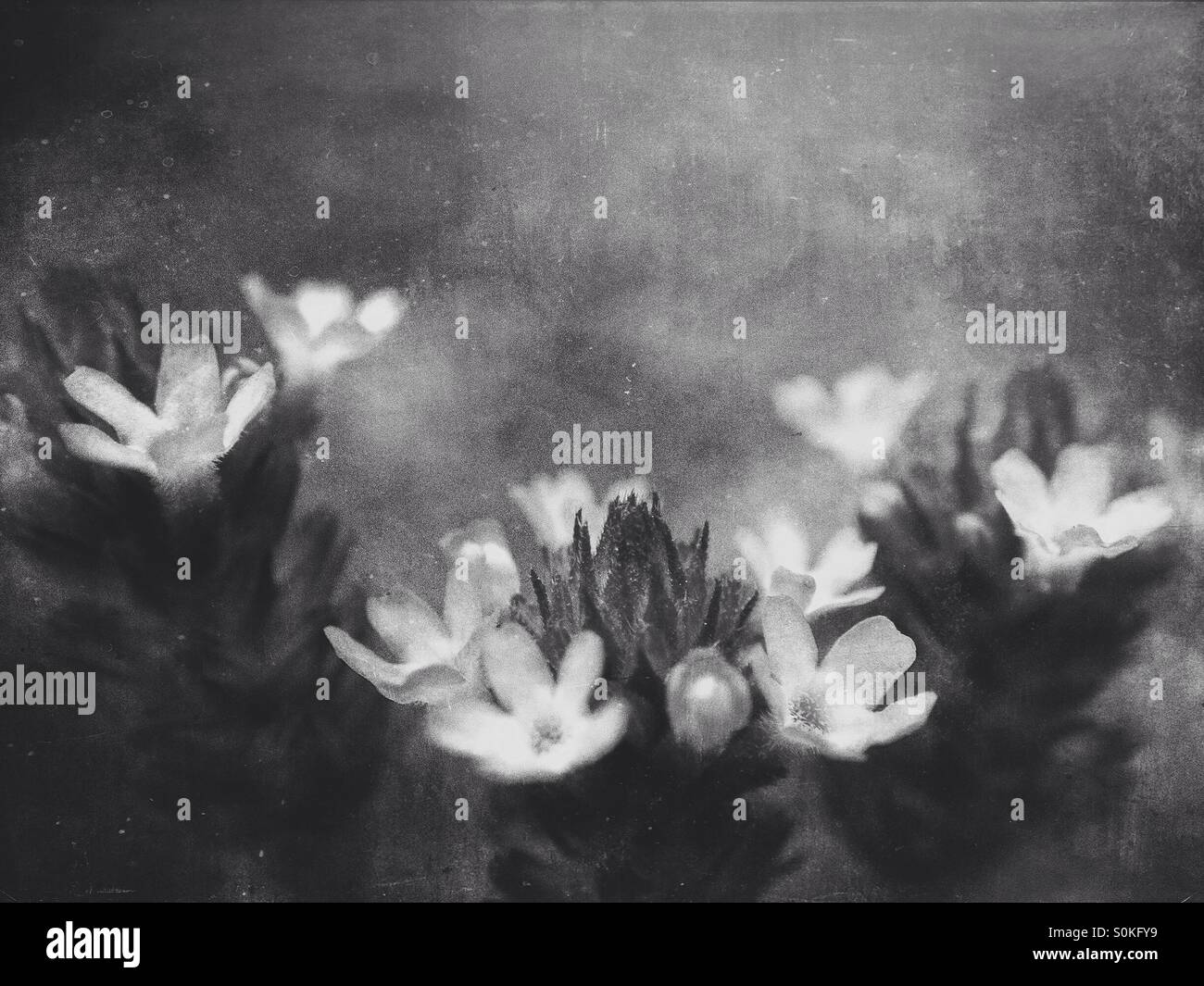 Piccoli fiori - Immagine stock catturata con smartphone