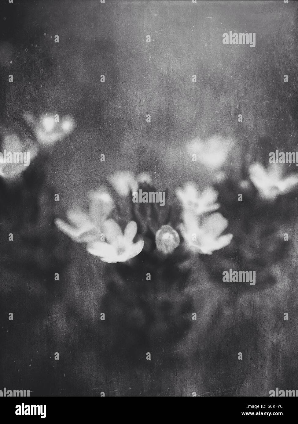 Piccoli fiori - Immagine stock catturata con smartphone