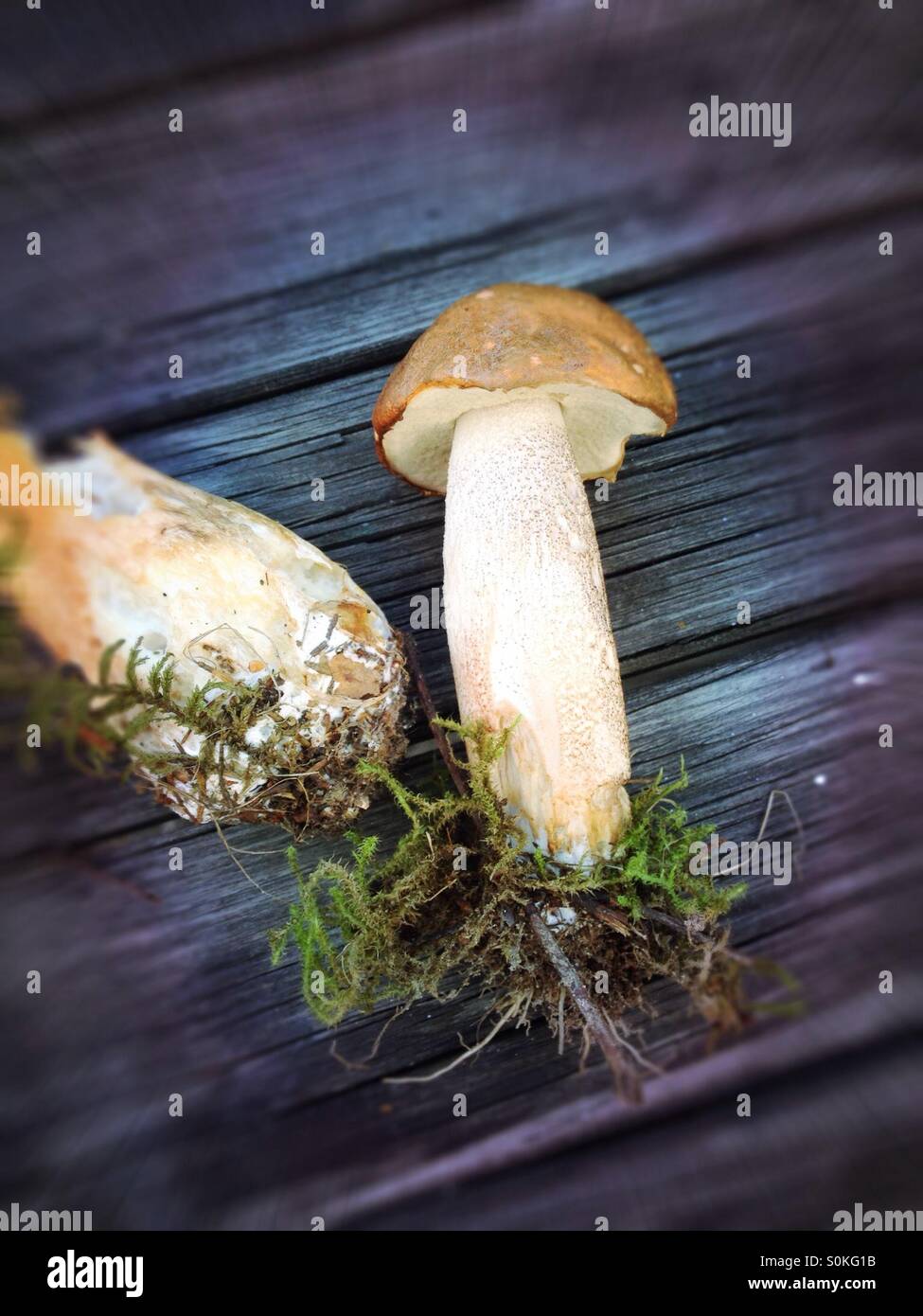 Giovani gara pulsante Penny, porcini, Boletus edulis, funghi porcini, testa a fungo Foto Stock