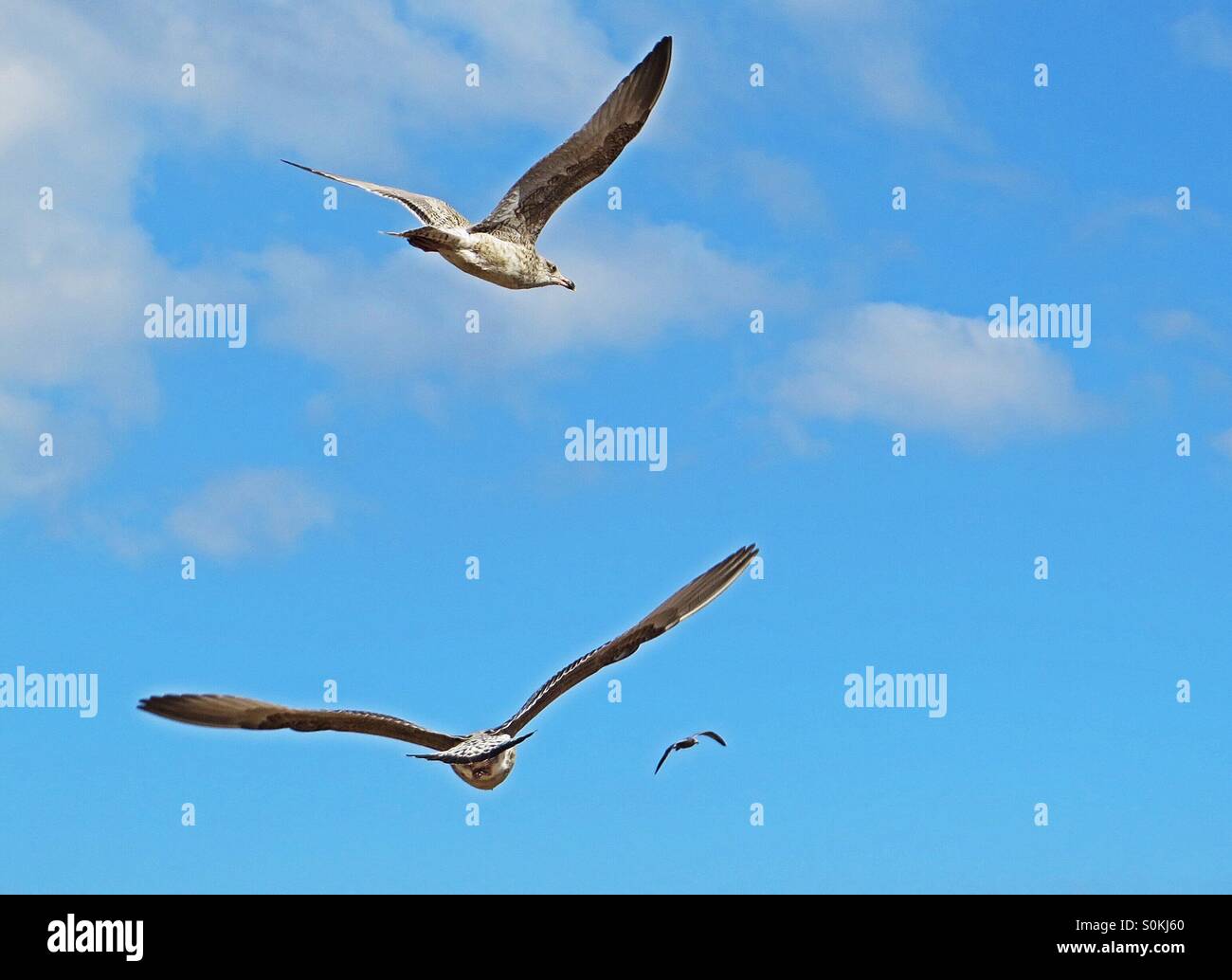 Gabbiani volare in aria - Immagine stock catturata con smartphone