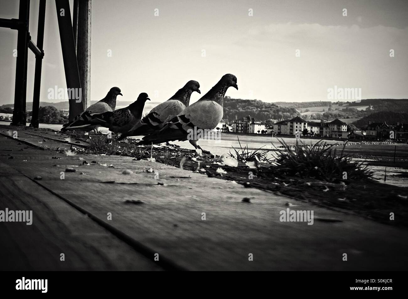 Quattro piccioni guardando sopra il bordo in bianco e nero - Immagine stock catturata con smartphone