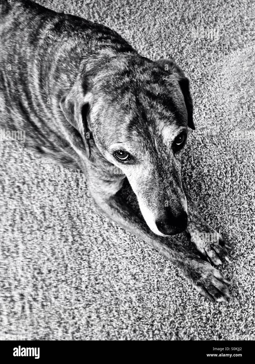 Cane sdraiato e guardando in alto - Immagine stock catturata con smartphone