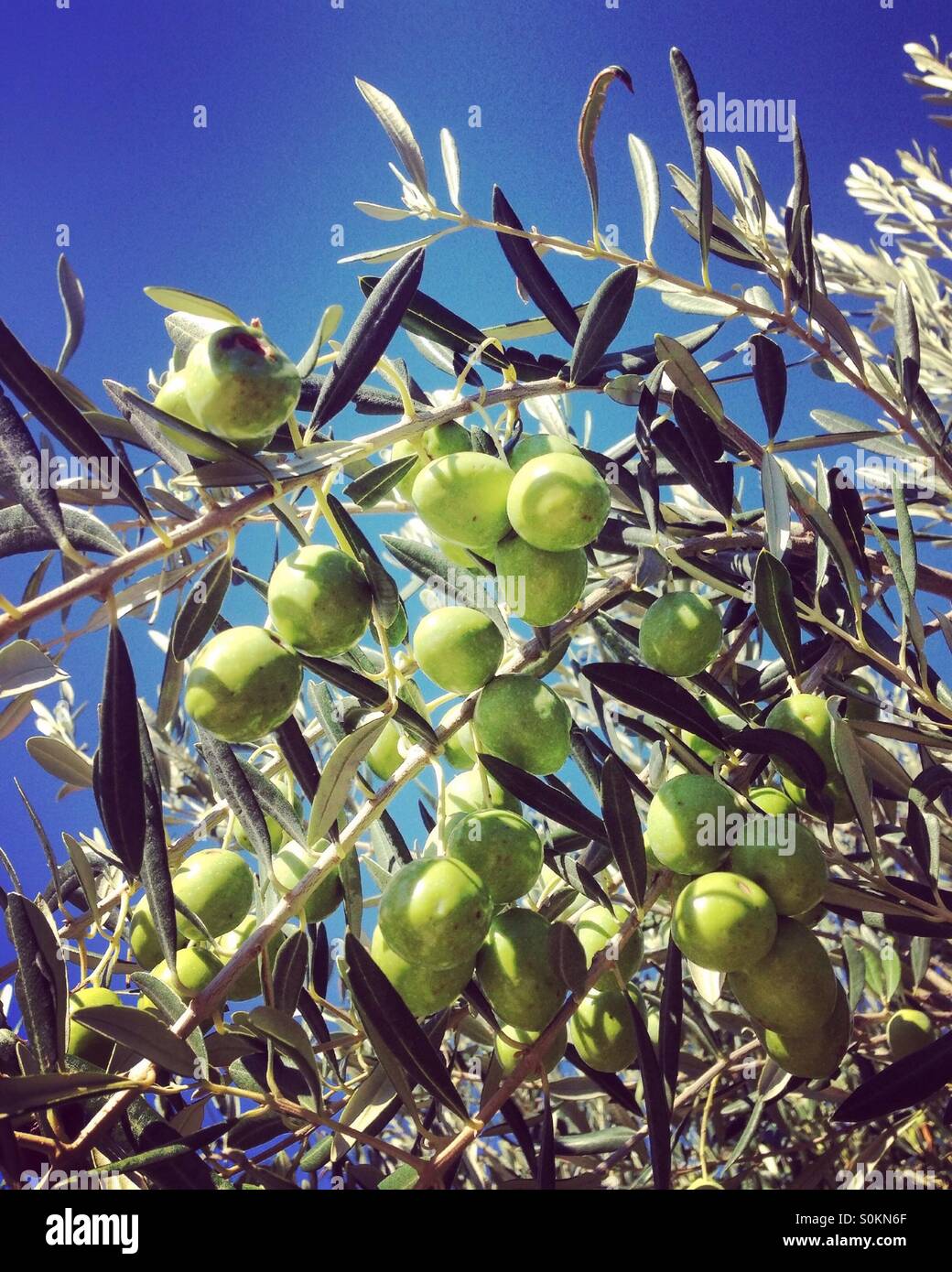 Olive verdi pronti per la mietitura close up Foto Stock