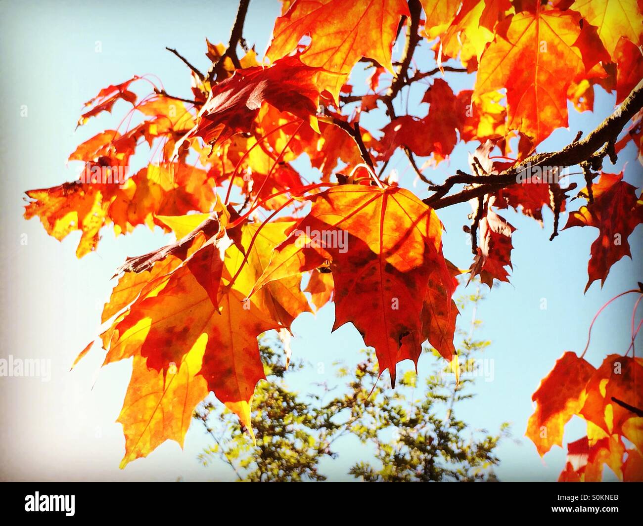 Fiery Foglie di autunno, U.K. Foto Stock