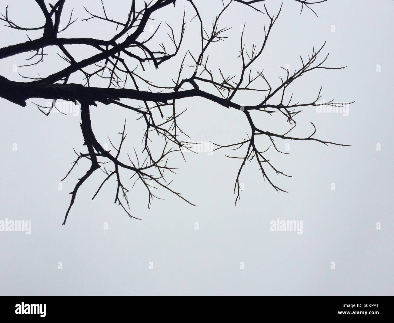 Un albero con n. di foglie di autunno - Immagine stock catturata con smartphone