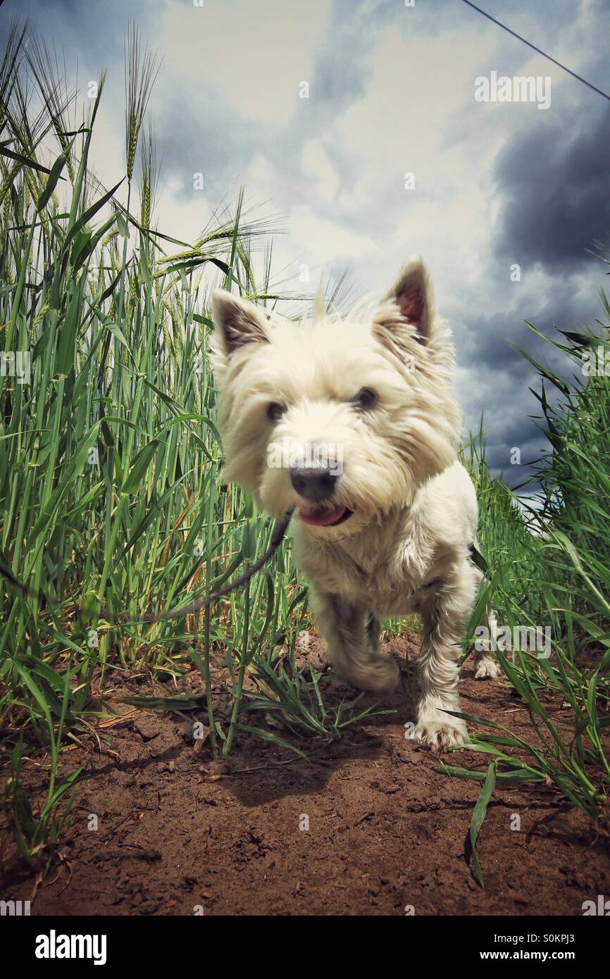 Un Westie presi da un angolo basso rendendo il look di cani più grandi di lui è realmente. Il cane è in un campo di mais. Foto Stock