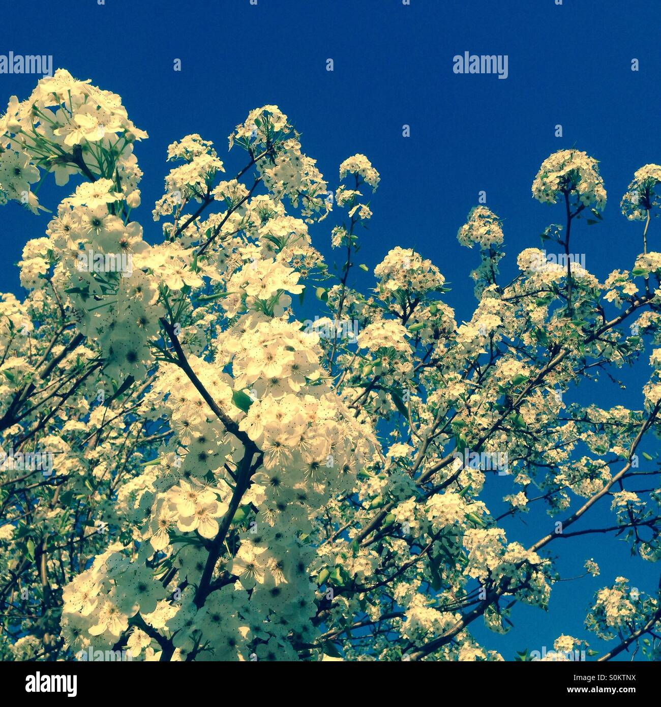 La molla apple blossom albero in fiore - Immagine stock catturata con smartphone