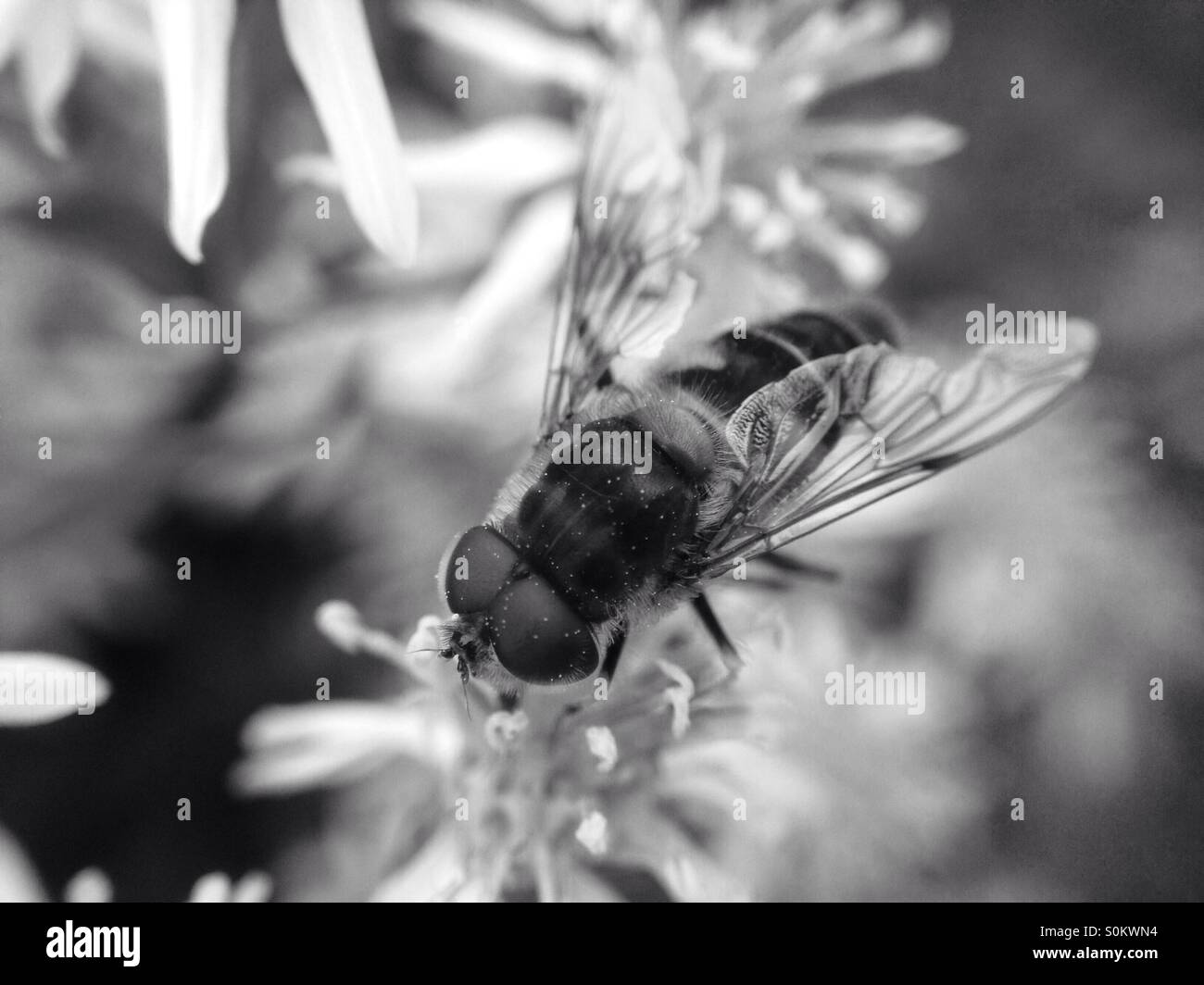 Hover fly impollinare un fiore - Immagine stock catturata con smartphone