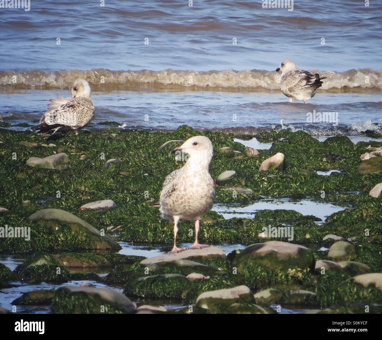 Giovani seagull in bordo di mare - Immagine stock catturata con smartphone