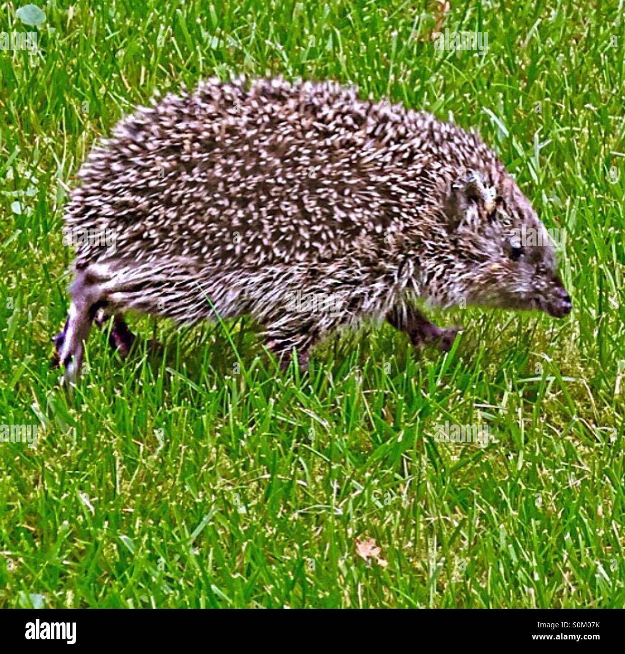 Un riccio è in esecuzione attraverso il mio giardino - Immagine stock catturata con smartphone