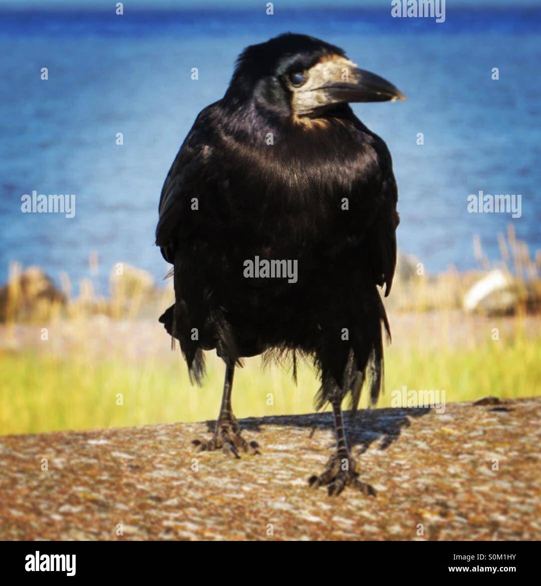 Crow guardando come se si ha un cattivo taglio di capelli con il mare in background - Immagine stock catturata con smartphone