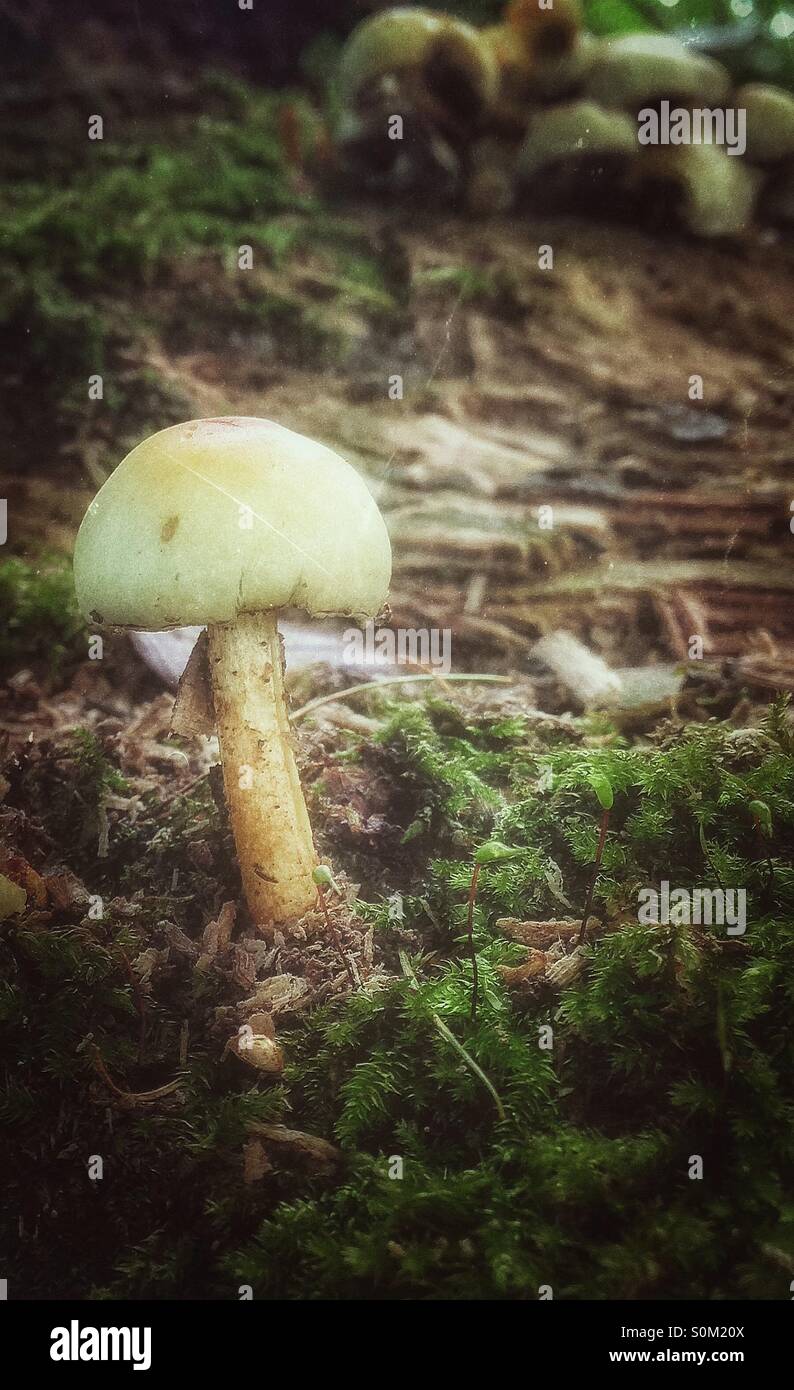 I funghi in un bosco. Foto Stock