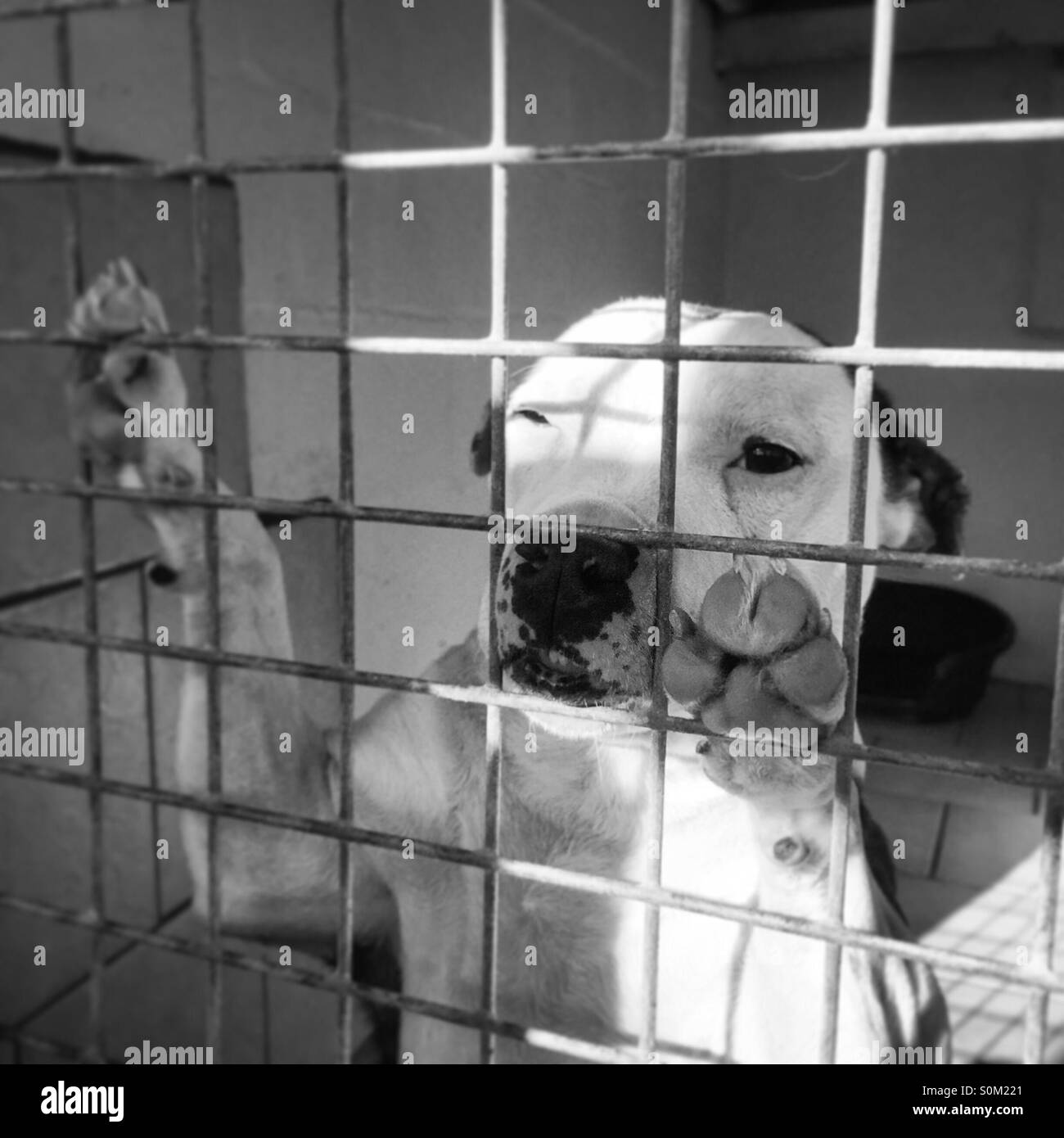 Giovane cucciolo nel centro di salvataggio per cani - Immagine stock catturata con smartphone