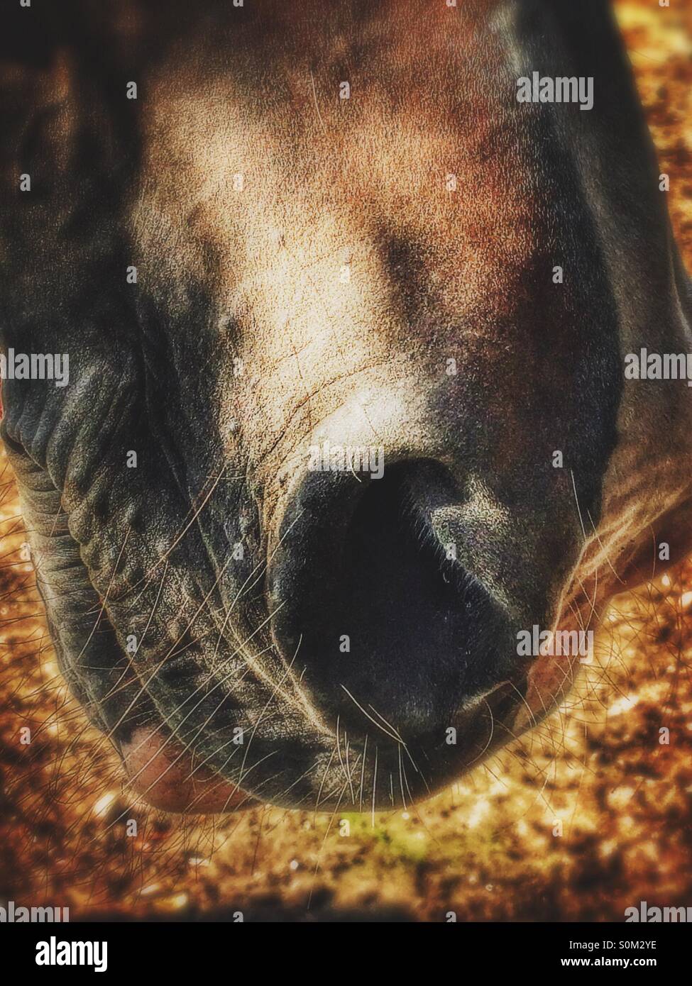 Muso di cavallo - Immagine stock catturata con smartphone