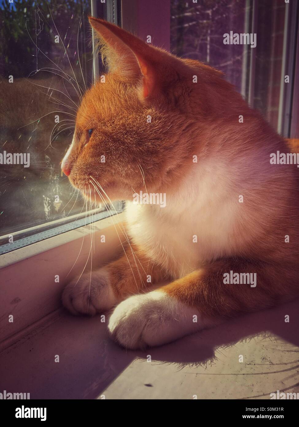 Lo zenzero e il gatto bianco guardando fuori della finestra Foto Stock
