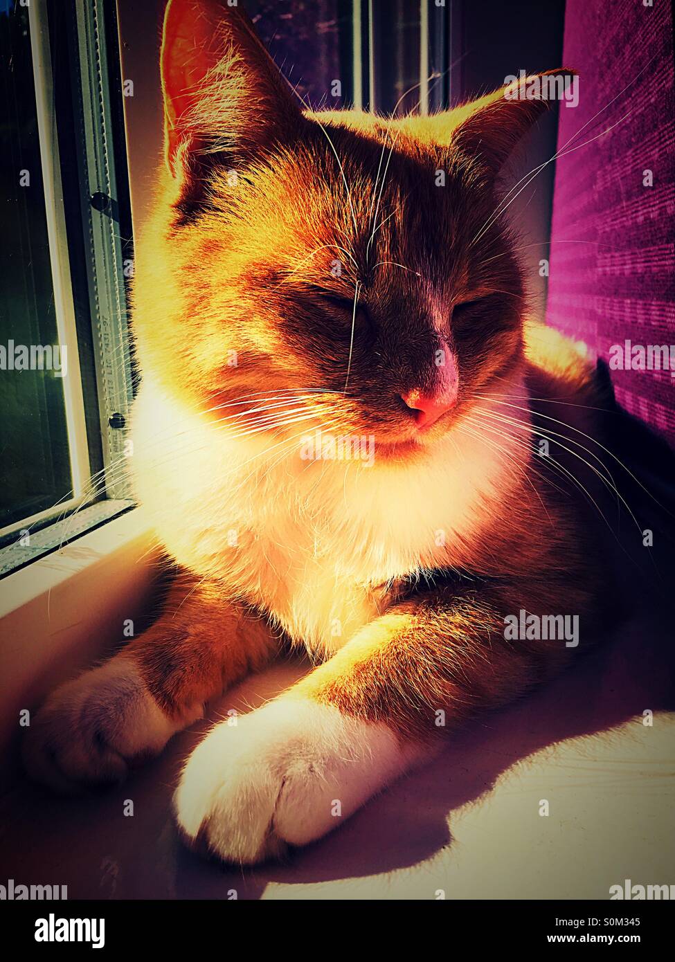 Cat godendo il sole autunnale sul davanzale - Immagine stock catturata con smartphone