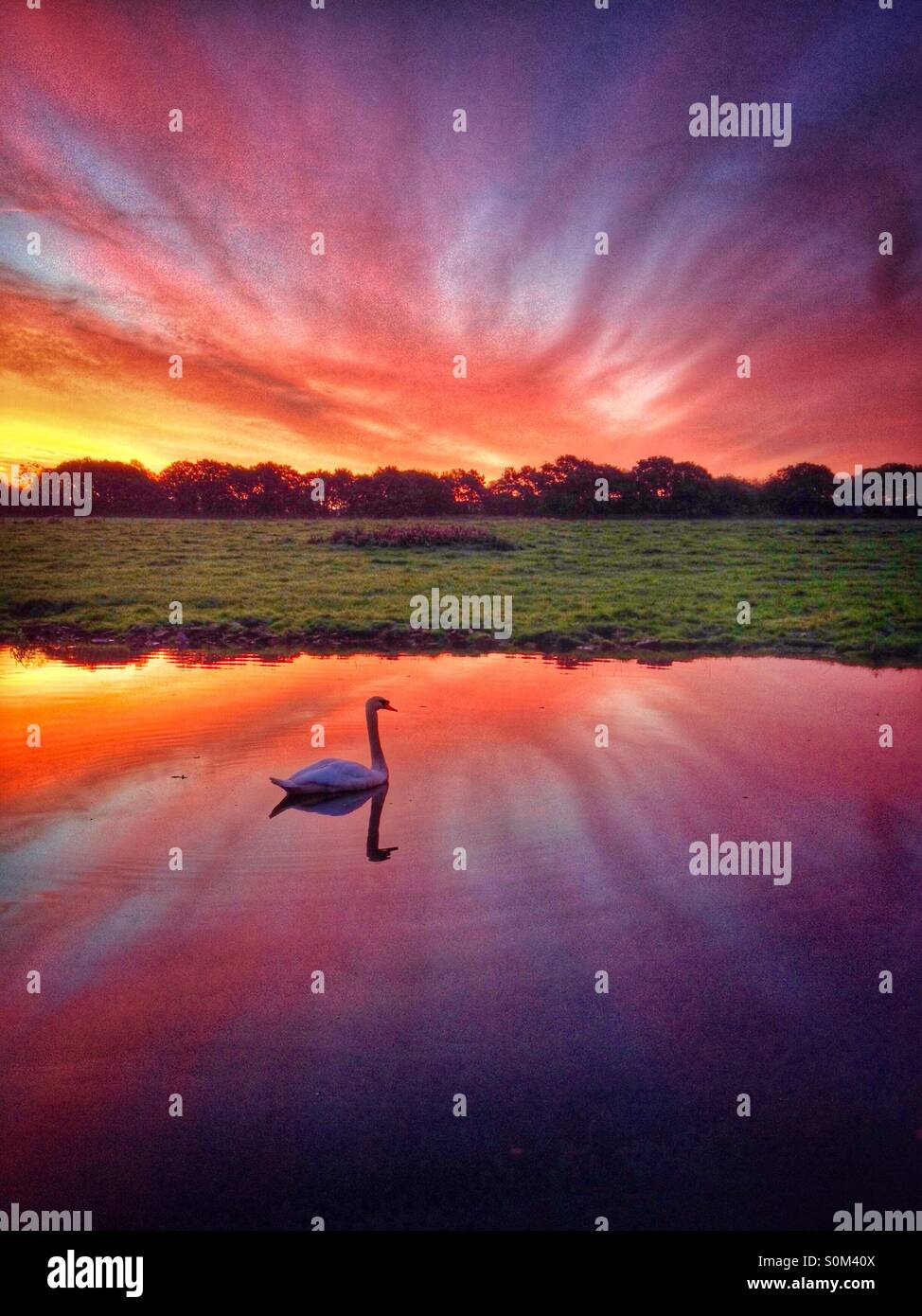 Swan scivolando lungo il canal di sunrise Foto Stock